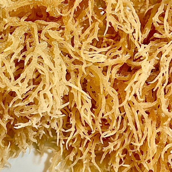 Wild Crafted Golden Sea Moss- 55lb
