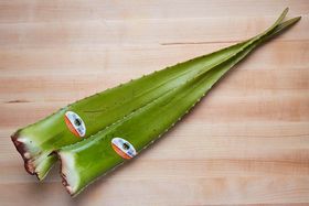 Aloe Vera Leaves