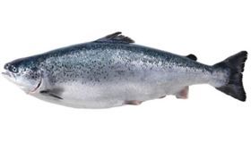 Atlantic Salmon Wild