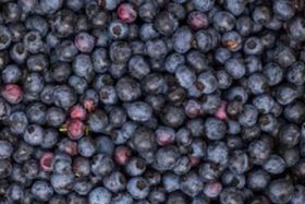Bigs Bold Blueberries - 1 Pint