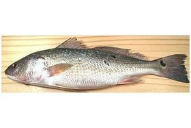 Blue Water Butterfish 10 LB Box