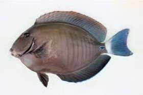 BLUE WATER DOCTOR FISH 1/2-3/4 LB 10 LB (SMALL)