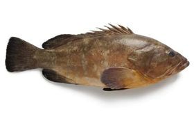 Blue Water Grouper Whole GGS 1-2 LB 10 LB