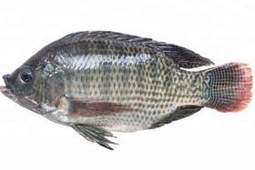 Blue Water Tilapia 550-750 g 40 g