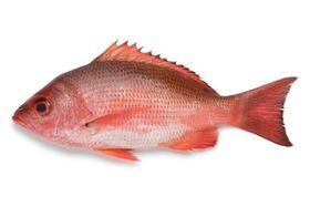 Blue Water Wild Caught Red Snapper 1/2-3/4 LB 10 LB
