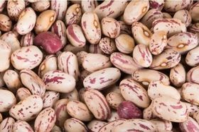 Canary Beans