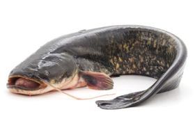 Catfish