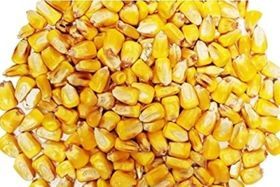Corn #18