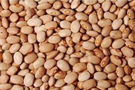 Honey Beans/LB