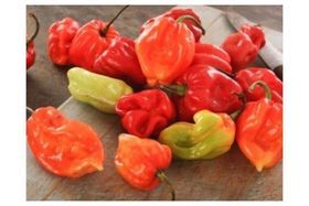 Hot Pepper Bag Net Wt/CT 1