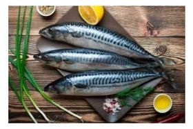 MACKEREL 11LB BOX