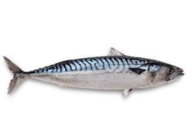 Mackerel 22LB BOX