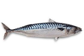 Mackerel Box 44 LB