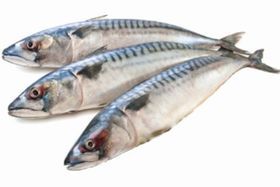 Mackerel Wild Caught