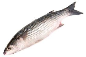 Mullet
