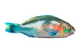 Parrot Fish