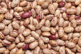 Pinto Beans