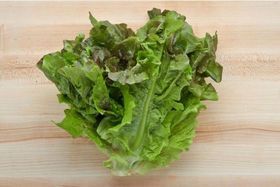 Red Leaf Lettuce
