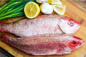 RED Snapper 1-1