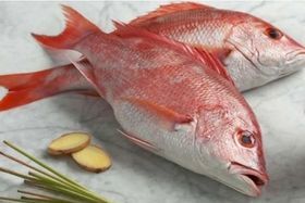 RED Snapper 3