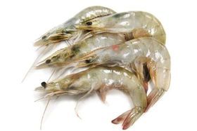 Shrimp with Head