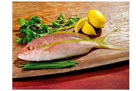 SNAPPER (LANE/YELLOW TAIL) 1/2 - 3/4 LB (10 LB) BOX