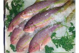 SNAPPER (LANE/YELLOW TAIL) 1-2LB (10 LB) BOX