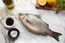 Striped Bass Fish Small