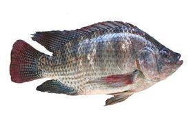 Tilapia Wild Caught 10 LB