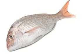 White Snapper