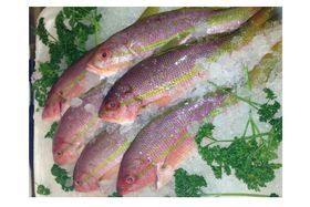 Whole Lane Snapper