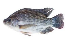 WHOLE TILAPIA FISH 40LB BOX