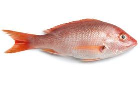 Wild Caught American Red Snapper