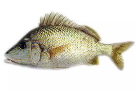 Wild Caught Fresh Grunt