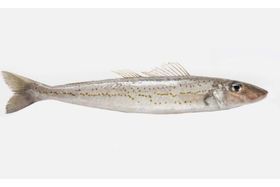 Wild Caught King Whiting