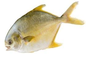 Wild Caught Pompano