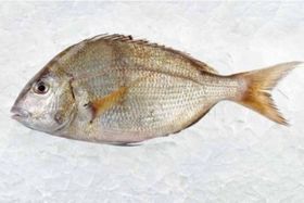 Wild Caught Porgies