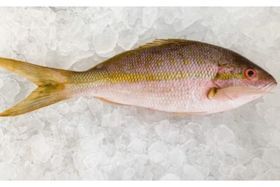 Wild Yellow Tail Snapper