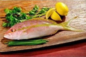 Yellow Tail Snapper