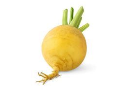 Yellow Turnip
